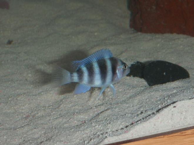 freshwater fish - cyphotilapia frontosa - frontosa cichlid stocking in 55 gallons tank - small front showing more blue