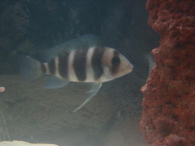 freshwater fish - cyphotilapia frontosa - frontosa cichlid stocking in 55 gallons tank - fronzy