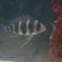 freshwater fish - cyphotilapia frontosa - frontosa cichlid stocking in 55 gallons tank - fronzy
