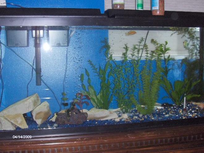 55 gallons freshwater fish tank (mostly fish and non-living decorations) - my tanl