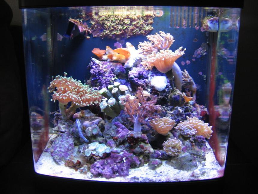 Rated #61: 125 Gallons Reef Tank - 8g biocube