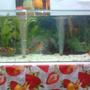 70 gallons planted tank (mostly live plants and fish) - it is my 4 ft aquarium.with discus fish...
