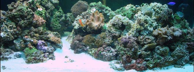 120 gallons reef tank (mostly live coral and fish) - ..120 gallon reef tank, new to this only 5 months running, so all the advice taken, been doing fresh water for a long time. i have 2 250wat mh 8 pc attinic lighting and an fx5 plus wet dry withh fluidized bed filter for filtration. 130 lbs of live rock, and a 4in live sand bed.