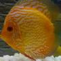 freshwater fish - red map discus stocking in 70 gallons tank - it's my red map discus
