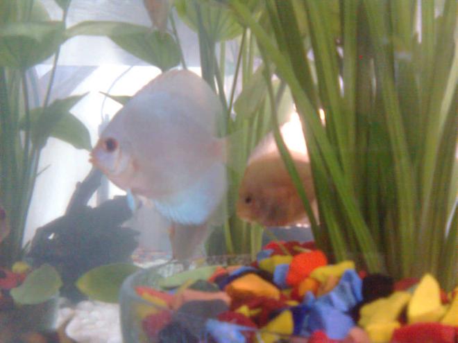 freshwater fish - symphysodon sp. - blue diamond discus stocking in 70 gallons tank - the little at behind is red and white juvenile discus...