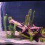fish tank picture - LH closeup of the 125
