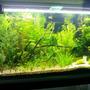 30 gallons planted tank (mostly live plants and fish) - Set up 2 months ago