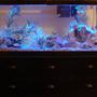 fish tank picture - 55 Gallon Custom Moonlighting