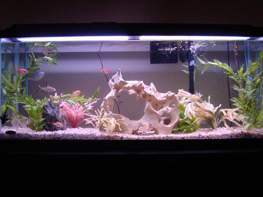Rated #1405: 55 Gallons Freshwater Fish Tank - 55 Gallon Lighting On