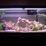 55 gallons freshwater fish tank (mostly fish and non-living decorations) - 55 Gallon Lighting On