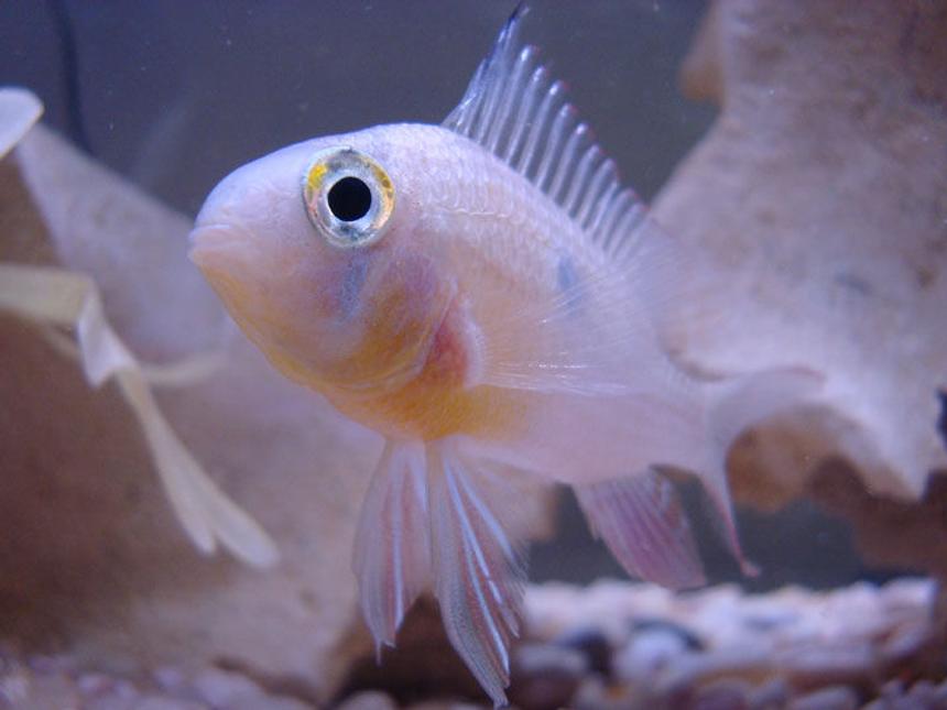 Rated #203: Freshwater Fish - Microgeophagus Altispinosa - Bolivian Ram Stocking In 55 Gallons Tank - Bolivian Ram Close Up