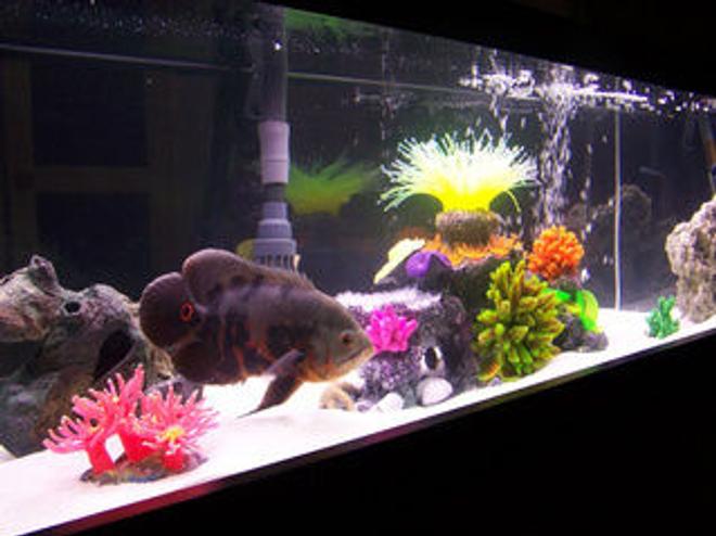 freshwater fish - astronotus ocellatus - tiger oscar stocking in 33 gallons tank - 33 gallon long. setup as  a room divider. Is veiwable from 360 deg. Home to
, 2 Blue Peacock Cichlid
1 Leopard Picus, 2 Yellow labs and two orange labs, 1 feeder as of photo lol
3 different Reef Inserts, and misc sea decor, Dual Corallife t5 48" lights  24" inch Blacklight  Fuval 405 filter with sub Heater, dual glass covers, white marine sand. Bottom  frame border