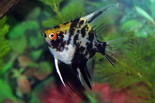freshwater fish - pterophyllum sp. - koi angel stocking in 130 gallons tank - A nice little angel I bought from the local fish store.
