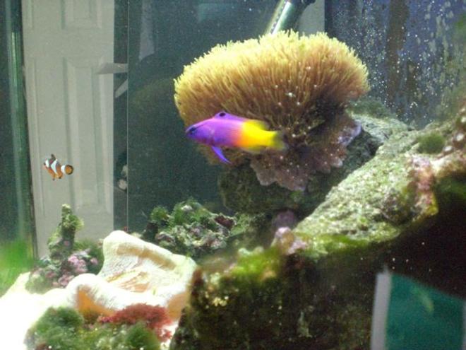 saltwater fish - gramma loreto - royal gramma basslet stocking in 14 gallons tank - My Royal Gramma!  He's so pretty, but sadly he has no name :( Any suggestions?