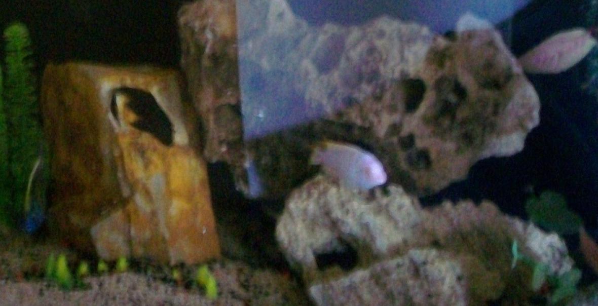 100 gallons freshwater fish tank (mostly fish and non-living decorations) - 100 gallon African Cichlid Fish Tank