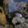100 gallons freshwater fish tank (mostly fish and non-living decorations) - 100 gallon African Cichlid Fish Tank