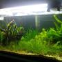 15 gallons planted tank (mostly live plants and fish) - Latest Set-Up