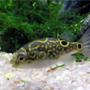 freshwater fish - tetraodon biocellatus - figure 8 puffer stocking in 35 gallons tank - Barry The Figure Eight Puffer