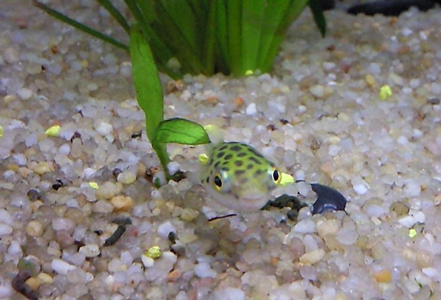 Rated #557: Freshwater Fish - Tetraodon Biocellatus - Figure 8 Puffer Stocking In 35 Gallons Tank - spotted puffer fish
