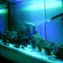fish tank picture - night view