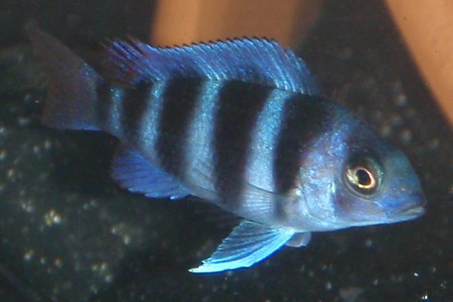 freshwater fish - cyphotilapia frontosa - frontosa cichlid stocking in 55 gallons tank - c. frontosa