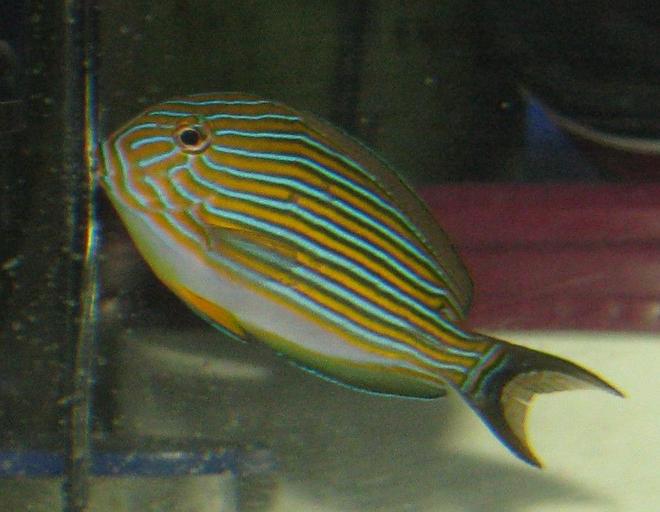 saltwater fish - acanthurus lineatus - clown tang stocking in 110 gallons tank - Clown Tang