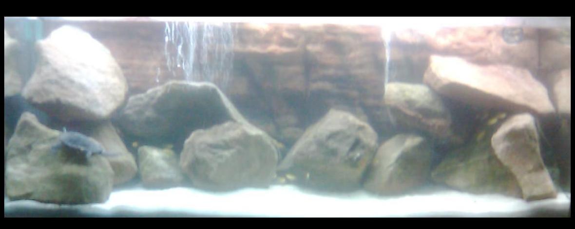 55 gallons freshwater fish tank (mostly fish and non-living decorations) - My Malawi Tank ;D