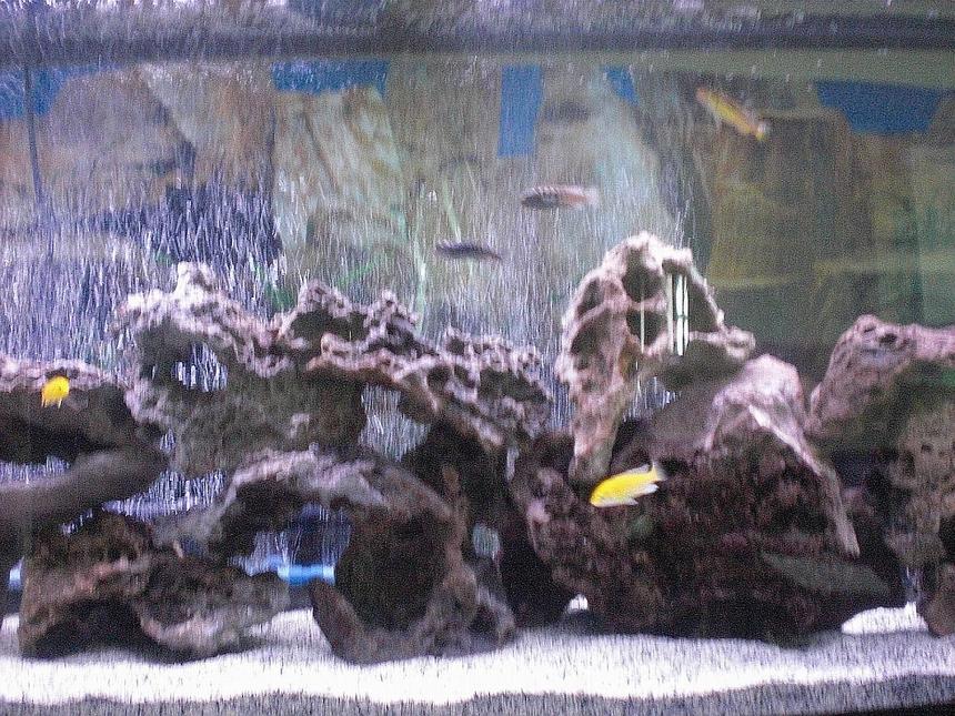 Rated #293: Freshwater Fish Stocking In 55 Gallons Tank - another close up