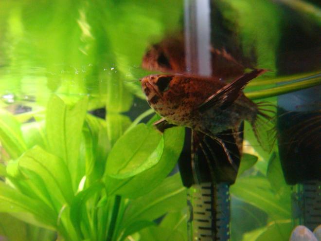 freshwater fish - pantodon buchholzi - african butterflyfish stocking in 30 gallons tank - African Butterfly Fish