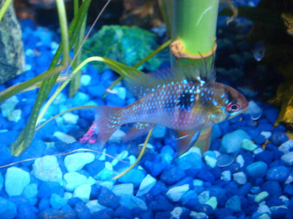 freshwater fish - papiliochromis ramirezi - german blue ram stocking in 30 gallons tank - German Blue Ram