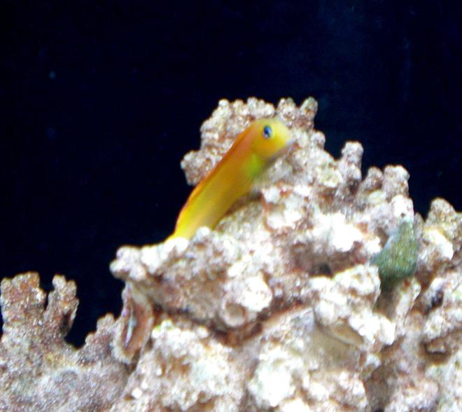 saltwater fish - ecsenius midas - midas blenny stocking in 50 gallons tank - Midas Blenny