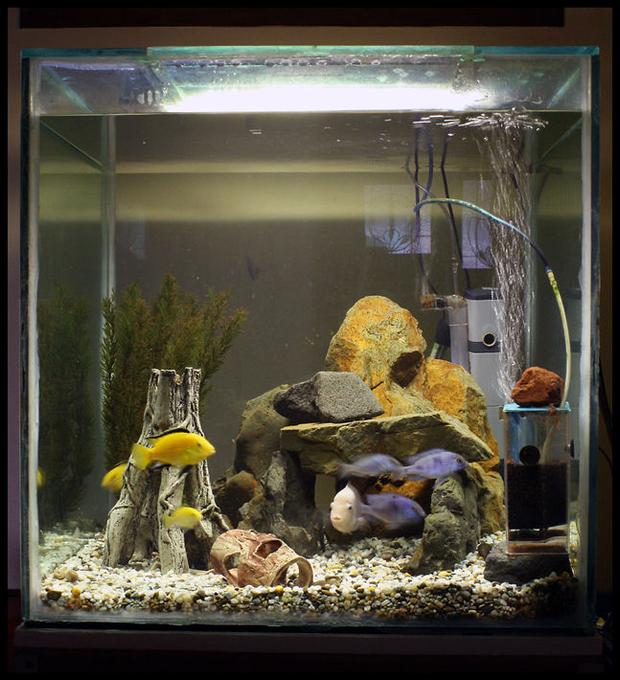 freshwater fish tank (mostly fish and non-living decorations) - 4 x electric yellow, 4 x dolphins, 3 x convicts and 2 plecos.