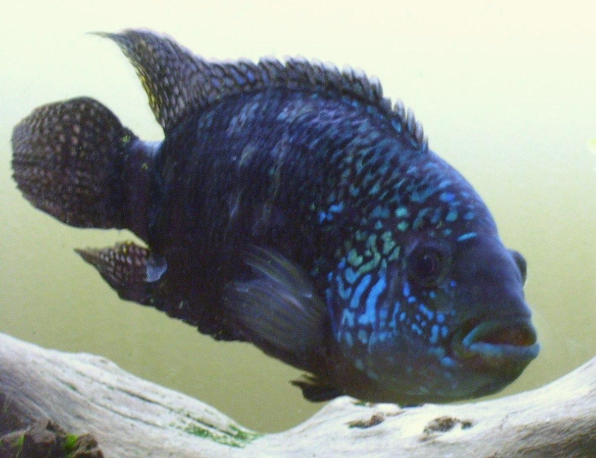 freshwater fish - nandopsis octofasciatum - jack dempsey stocking in 150 gallons tank - 5 Years Old Jack Dempsey