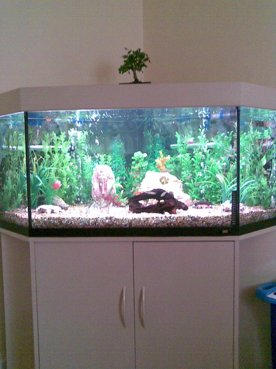 Rated #1769: 3 Gallons Freshwater Fish Tank - egyptian head,bubble river,holey stone,2 x airstones,artificial plants, 2 x white thai coral, bogwood and loads of happy fish