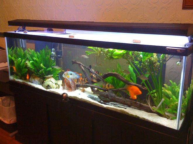 125 gallons freshwater fish tank (mostly fish and non-living decorations)