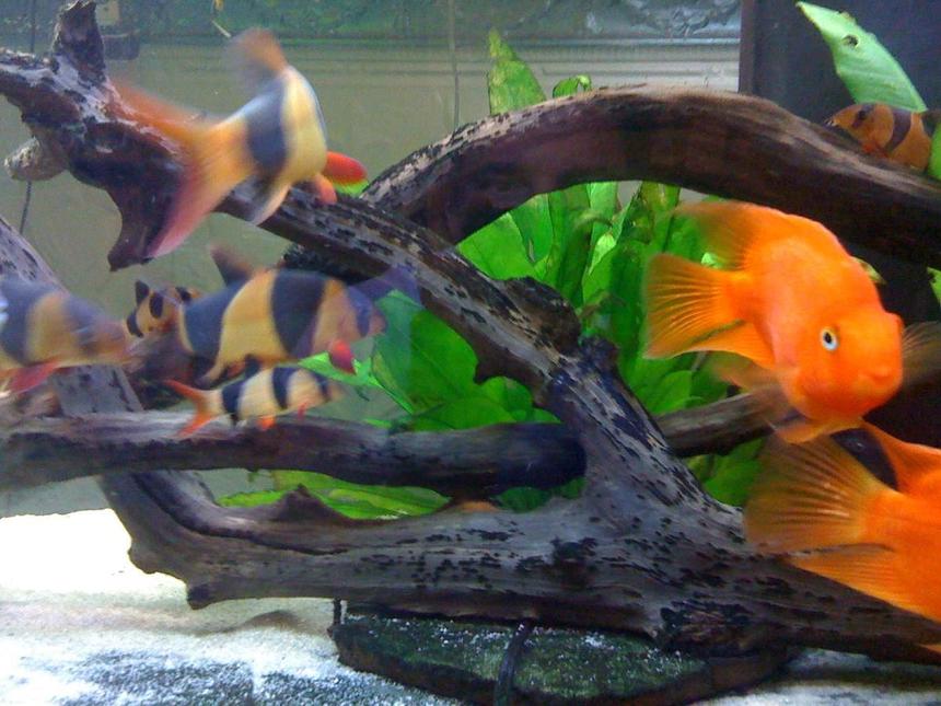 Rated #768: Freshwater Fish - Botia Macracantha - Clown Loach Stocking In 125 Gallons Tank