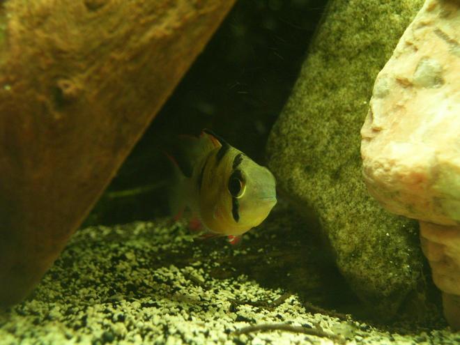 freshwater fish - microgeophagus altispinosa - bolivian ram stocking in 150 gallons tank - Bolivian Ram
