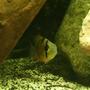 freshwater fish - microgeophagus altispinosa - bolivian ram stocking in 150 gallons tank - Bolivian Ram