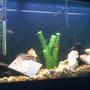 freshwater fish - hypsophrys nicaraguensis - nicaragua cichlid stocking in 55 gallons tank - 55 gallon with driftwood, slate, plastic plants, and large natural substrate. 1 Jack Dempsey, 1 Black Acara, 2 Black Convicts, 2 Pictus Cats, 4 Buenos Aries Tetras