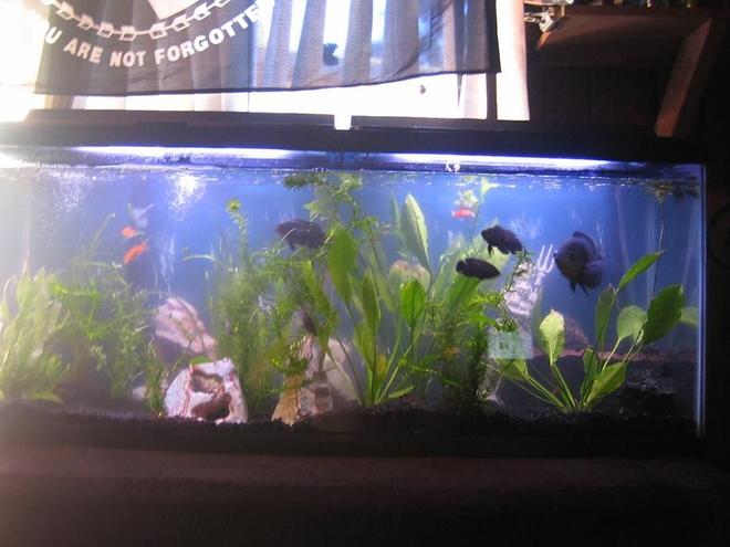 72 gallons freshwater fish tank (mostly fish and non-living decorations) - My 55g.