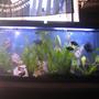 72 gallons freshwater fish tank (mostly fish and non-living decorations) - My 55g.