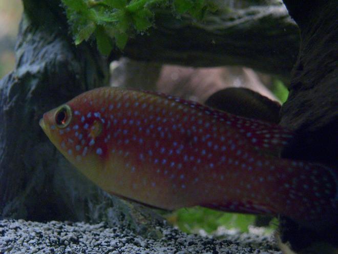 freshwater fish - hemichromis lifalili - lifalili cichlid stocking in 150 gallons tank - Hemichromis Lifalili - Female
