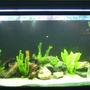 150 gallons freshwater fish tank (mostly fish and non-living decorations) - 150 gallons