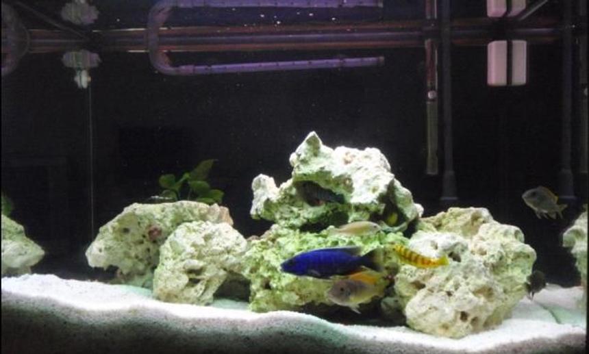 Rated #114: Freshwater Fish - Pseudotropheus Acei - Acei Cichlid Stocking In 43 Gallons Tank - My one and Only, I have designed this aquarium for my muched loved cichlids, as I tried to create a realistic environment in which is relative to their natural habitat. Thankyou for your vote and comments, have a nice day! :)
P.S: I have changed the rock formation, number of plants and added a background since last time; if u have any suggestions please leave a comment.