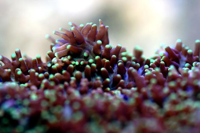 corals inverts - galaxea spp. - tooth coral stocking in 90 gallons tank - A new resident in my 90g