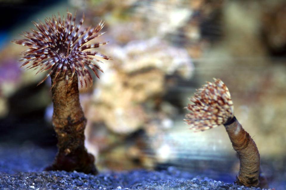 corals inverts - sabellastarte sp. - feather duster stocking in 90 gallons tank - FeatherDuster
