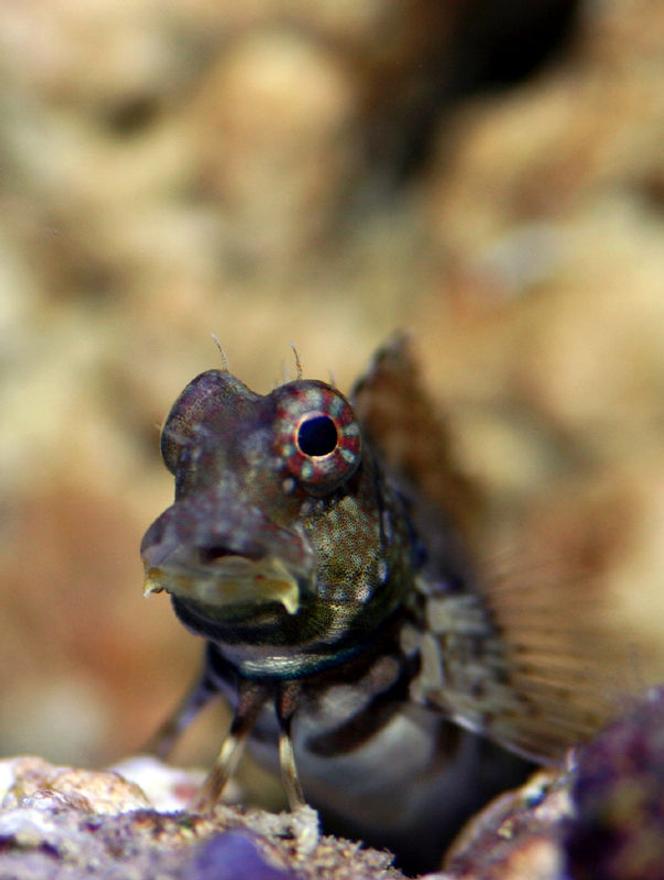 saltwater fish - salarias ramosus - starry blenny stocking in 90 gallons tank - Blenny