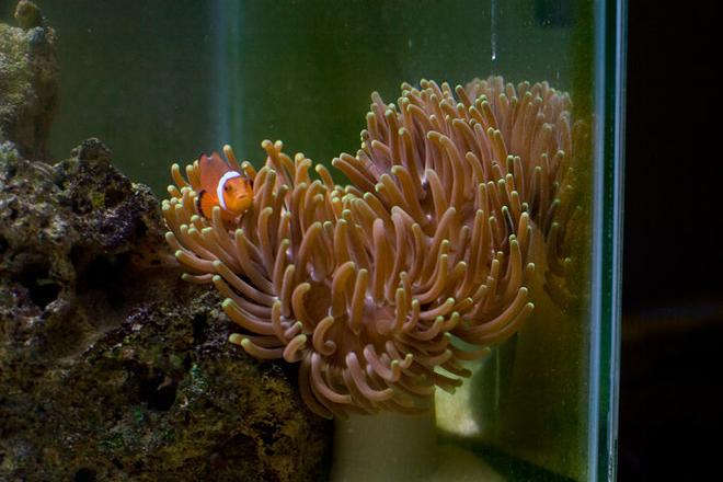 corals inverts - macrodactyla doreensis - long tentacle anemone stocking in 29 gallons tank - Long Tentacle Anemone w/ Tank Raised Clown Fish