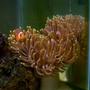 corals inverts - macrodactyla doreensis - long tentacle anemone stocking in 29 gallons tank - Long Tentacle Anemone w/ Tank Raised Clown Fish