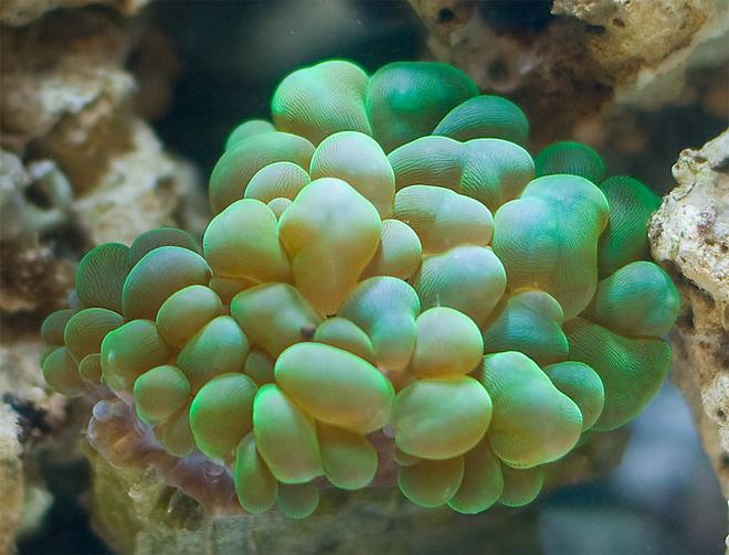 corals inverts - plerogyra sinuosa - bubble coral, green stocking in 29 gallons tank - Green Bubble Coral in his nest....